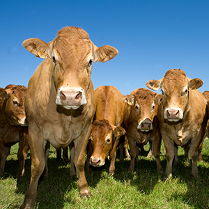 Cattle Commodity